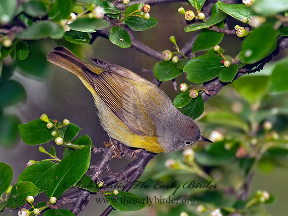 Oreothlypis ruficapilla  NASHVILLE WARBLER 3002377 z