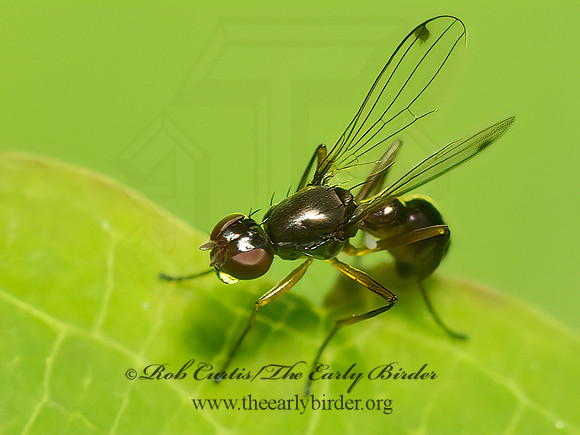 Sepsis  BLACK SCAVENGER FLY  9024244,1