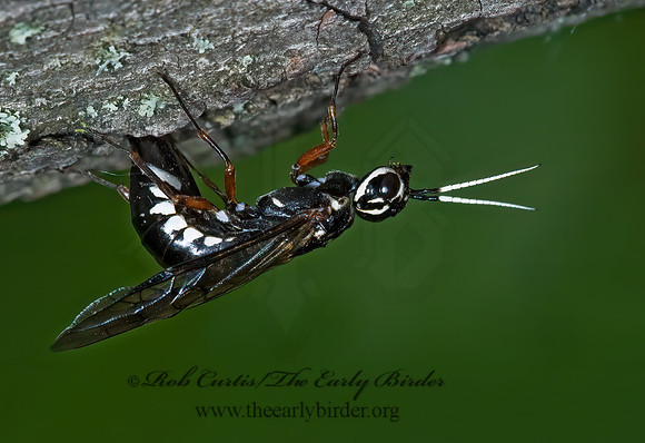 Xiphydria maculata 5008401z