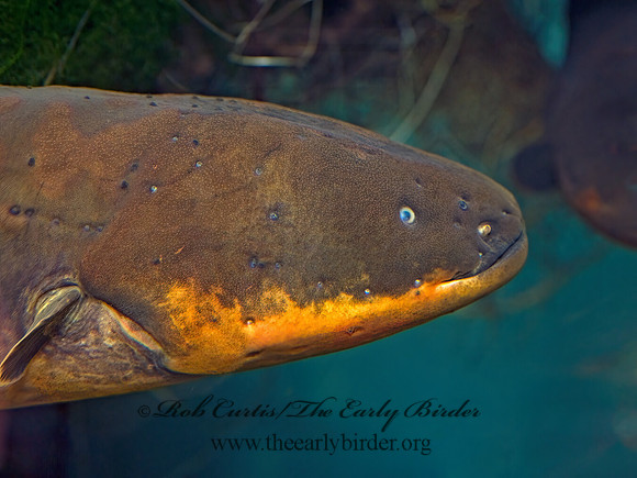 Electrophorus electricus  ELECTRIC EEL 8015994z