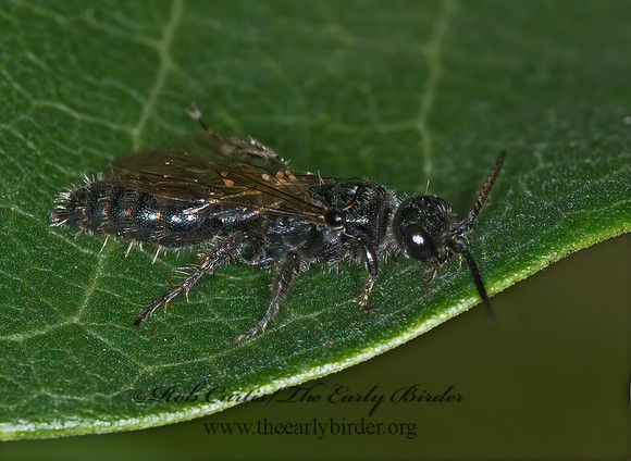 Tiphia 6014517z