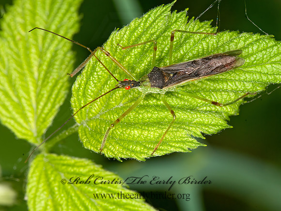 Zelus luridus  ASSASSIN BUG 3015360z