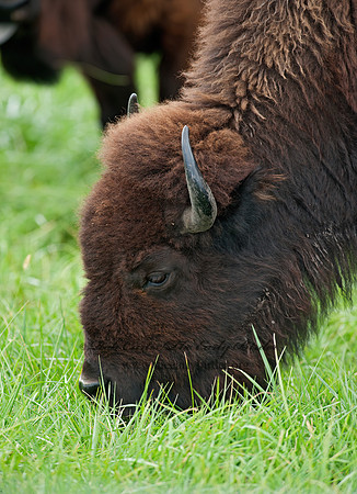 Bison bison  BISON 8023942z
