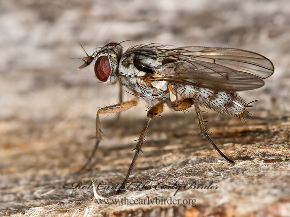 Eustalomyia vittipes  ROOT-MAGGOT FLY~ 9023864z