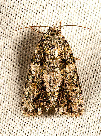 Acronicta  DAGGER MOTH  9052221z