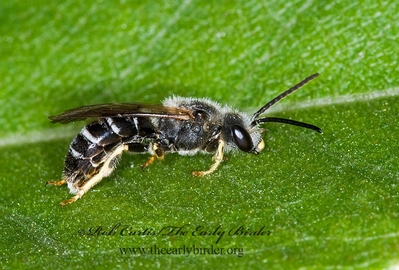Halictus rubicundus 6012550 F z