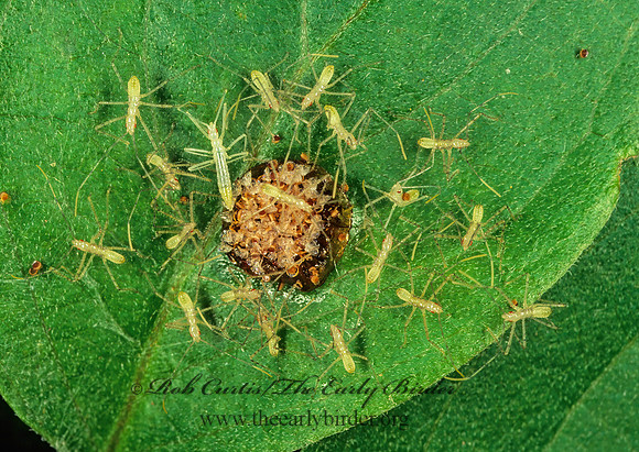 Reduviidae  ASSASSIN BUG 134927az