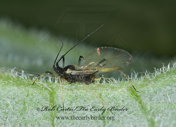 Uroleucon or Macrosiphum  APHID 6017137z