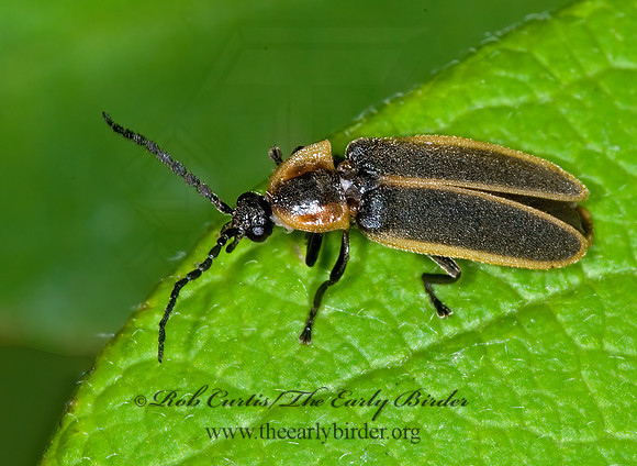 Photinus indictus 6008571 z