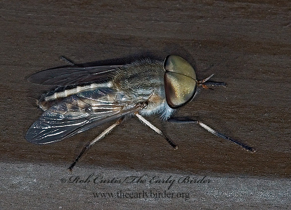 Tabanus lineola HORSE FLY 5014363z