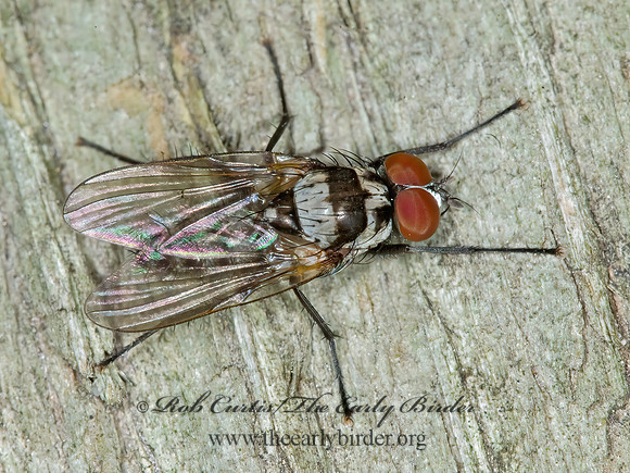 Anthomyia oculifera  ROOT-MAGGOT FLY 6015513z