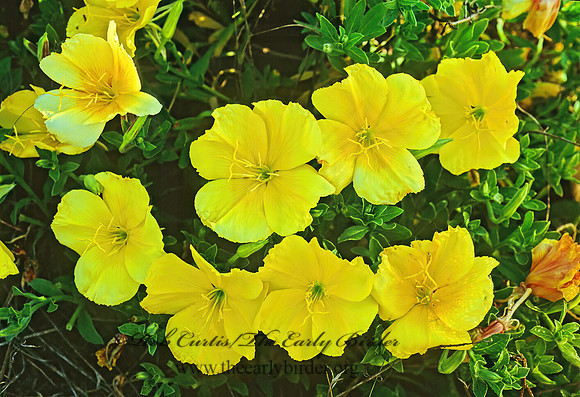 Oenothera trilobata  STEMLESS EVENING PRIMROSE 66725z