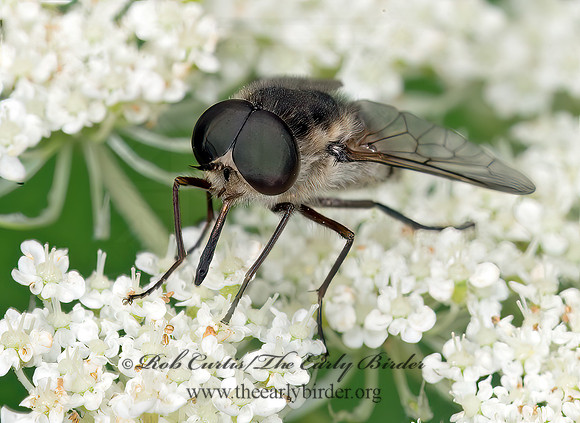 Stonemyia rasa HORSE FLY 9013733z