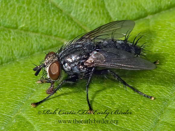 Voria ruralis  TACHINID FLY 5016058z
