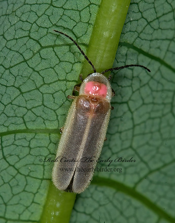 Photinus marginellus 6008182 z