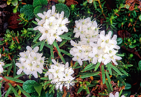 Rhododendron groenlandicum   LABRADOR TEA 242729z