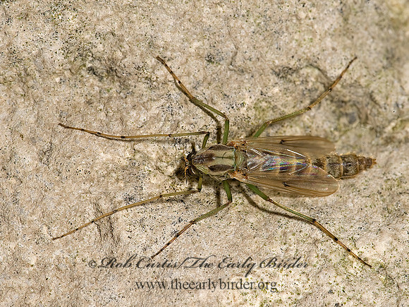 Chironomus  NON-BITING MIDGE 8017438z