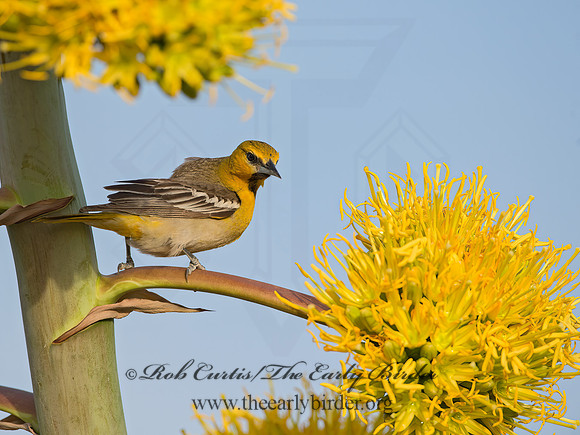 Icterus cucullatus  HOODED ORIOLE 9056613z