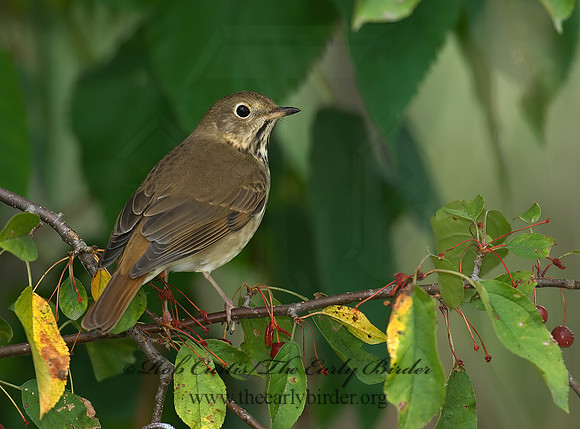 Catharus guttatus  HERMIT THRUSH 6028195z
