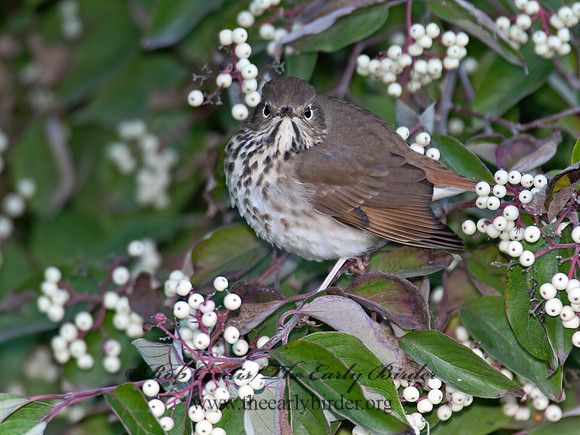 Catharus guttatus  HERMIT THRUSH 8031924z