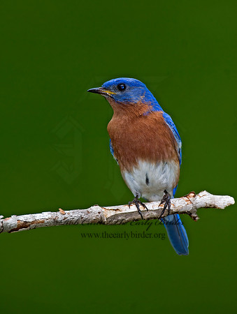 Sialia sialis  EASTERN BLUEBIRD 6003771z