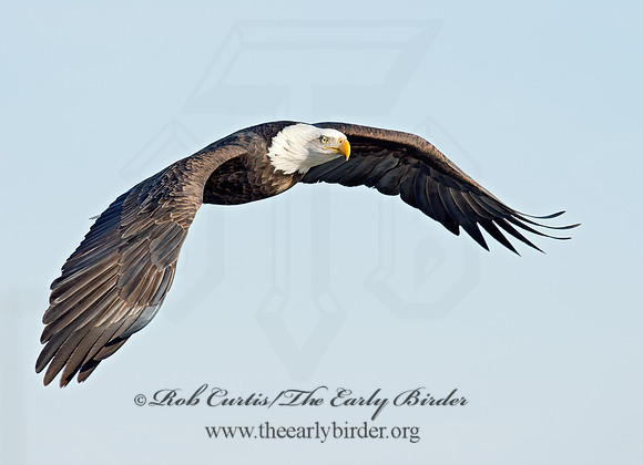 Haliaeetus leucocephalus  BALD EAGLE 9018441z