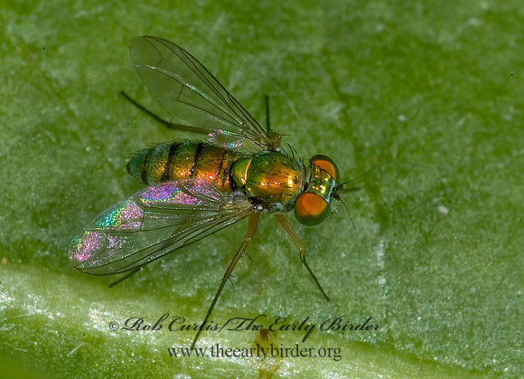Condylostylus,Laxina  LONGLEGGED FLY 5008022z