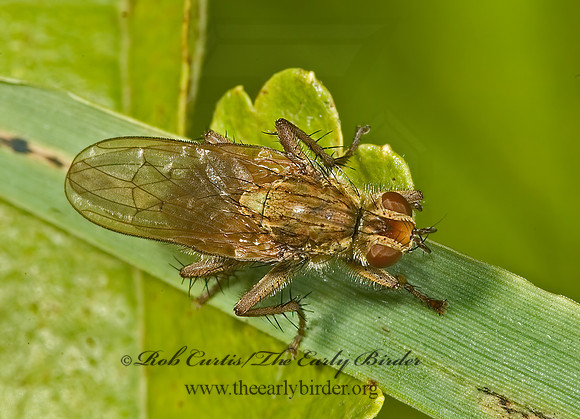 Scathophaga stercoraria  GOLDEN DUNG FLY 5015933z