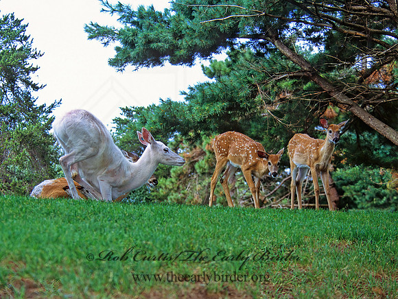 Odocoileus virginianus  WHITE-TAILED DEER 301608z