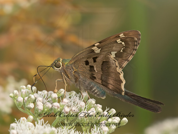 Urbanus proteus  LONG-TAILED SKIPPER 9050592z
