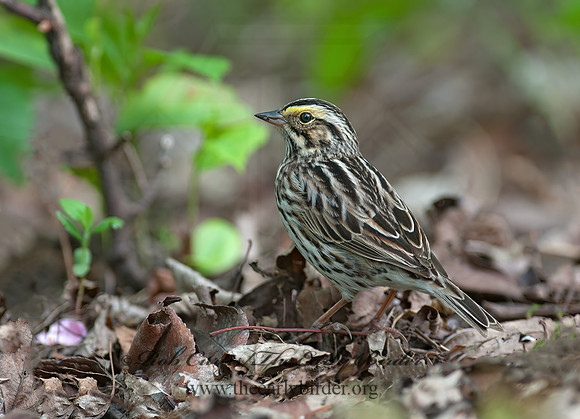 Passerculus sandwichensis  SAVANNAH SPARROW 8035646z
