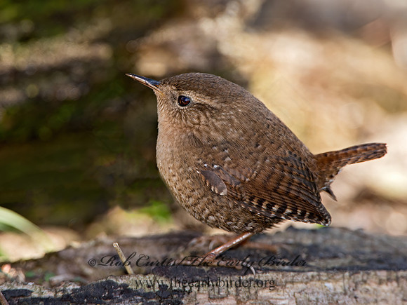 Troglodytes hiemalis  WINTER WREN 9028603z