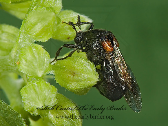 Ripiphorus fasciatus grp 5013822 Fz