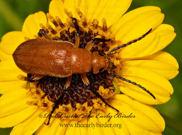Parazonitis  ORANGE BLISTER BEETLE 3038774z