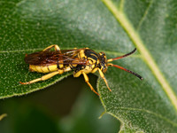 Nomada edwardsii grp NOMAD BEE 8037122z