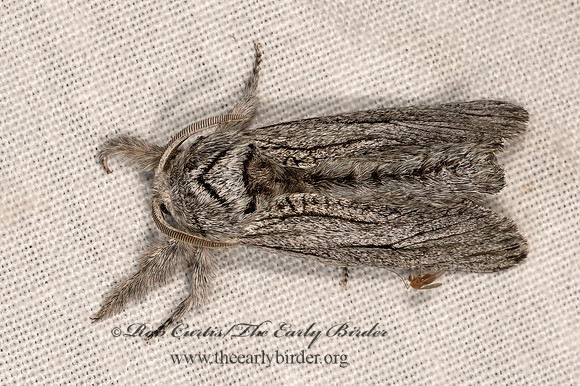 Inguromorpha itzalana COSSID MOTH 3037925z
