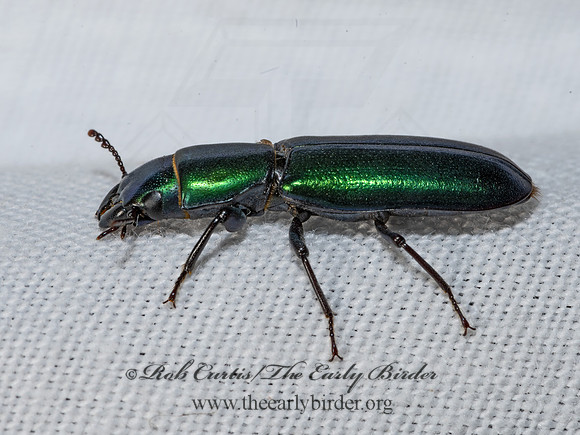 Temnoscheila virescens  BARK-GNAWING BEETLE 3039249z