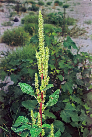 Amaranthus powellii  TALL AMARANTH 244633z