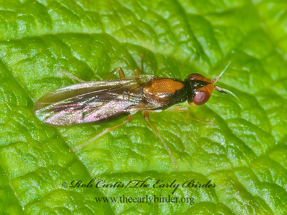 Psila collaris  RUST FLY 3014186z