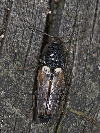 Ampedus linteus 7015530z