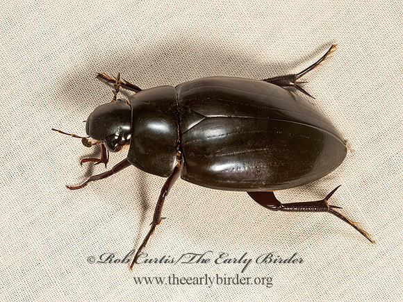 Hydrophilus ovatus  GIANT WATER SCAVENGER BEETLE 9050616z