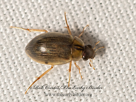 Berosus  WATER SCAVENGER BEETLE 3026043z