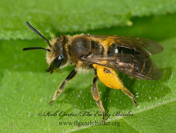 Andrena wilkella  MINING BEE 9040106z