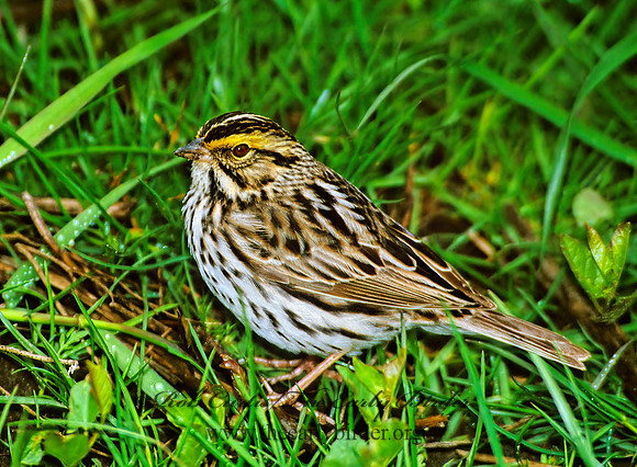 Passerculus sandwichensis  SAVANNAH SPARROW 289010z