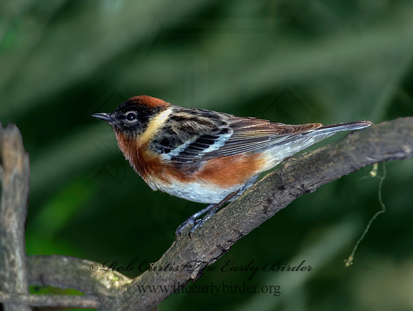 Setophaga castanea  BAY-BREASTED WARBLER 6006297z