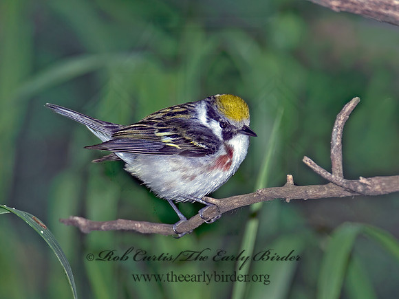 Setophaga pennsylvanica  CHESTNUT-SIDED WARBLER 6006252z