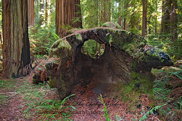 Avenue of the Giants 8019989z