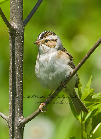 Spizella pallida  CLAY-COLORED SPARROW 8013115z