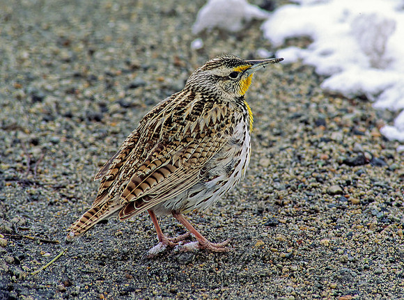 Sturnella neglecta  WESTERN MEADOWLARK 119308z