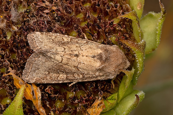 Noctuidae OWLET MOTH  3023343z